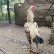 فروش خروس لاری سه دانگ
