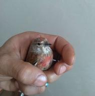 سهره سینه سرخ