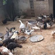 تعدادی غاز و بوقلمون بفروش میرسین