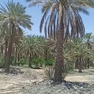 فروش نخل شاهانی بزرگ