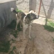 سگ گمشده به یابنده مژدگانی میدم
