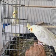 عروس هلندی جوان و مولد