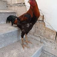یک مرغ و خروس لاری اصیل