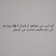 کره اسب می خواهم از 1سال به پاین