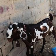 پاچن پنجاپ اصل دوساله برابرکسی خواست بیادازنزدیک ببینه