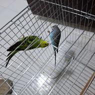 فروش جفت مرغ عشق
