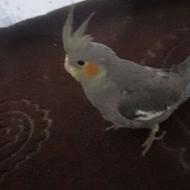 جوجه طوطی عروس