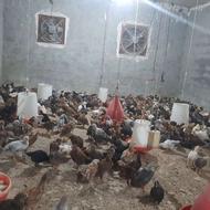 فروش جوجه گلپایگان