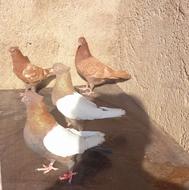 کبوتر سینه ای ناب کاکلی زات پاک و برتر