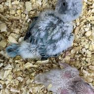 طوطی راهب سرلاکی