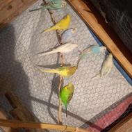 مرغ عشق معاوضه