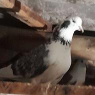 5 عدد کبوتر