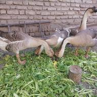 دو جفت قوغاز تازه تخم اومده