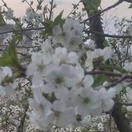 خدمات فضای سبز وباغبانی