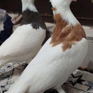 پنج جفت نروماده طوقی