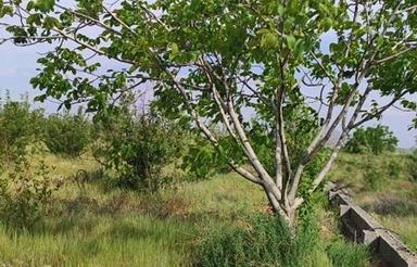 باغ ثمری با آبیاری قطره ای و چاه اختصاصی