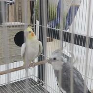 عروس هلندی کوتوله
