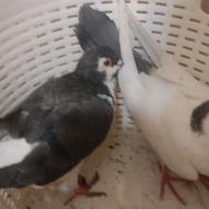کبوتر جواب زیبا