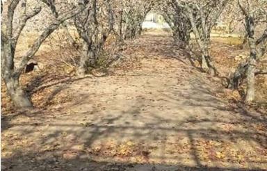 باغ پسته و انار