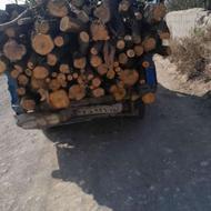خرید چوب صنوبر و پرتعال و خرید ریشه مرکبات