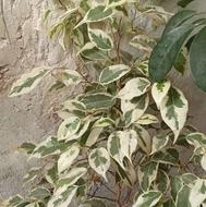 گل های متنوع