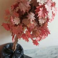 فروش درخت زیبا خارجی
