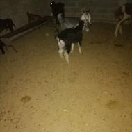 فروش کهره نر