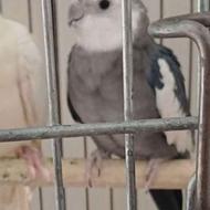 عروس هلندی بالغ نر