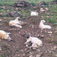 واگذاری 5 سگ نژاد دار سراب و کنگان