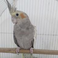 طوطی عروس دستی نر