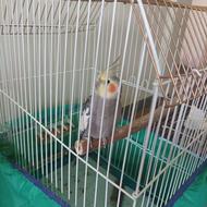 عروس هلندی