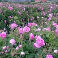 فروش گل و غنچه محمدی و گلاب