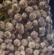 سیر درجه 1ب شرط