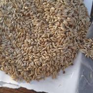 تخم کتان یا گوش دنی