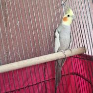 عروس هلندی نر