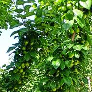 چیدن گوجه سبز و بسته بندی
