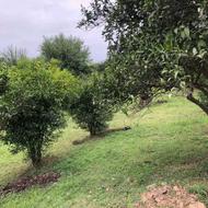 کشاورزی باغ