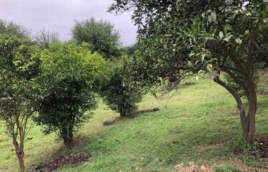 کشاورزی باغ