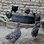 جوجه آمروک اصیل
