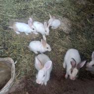 تعدادی خرگوش بفروش میرسد دانه ای 150