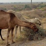 فروش شتر ماده