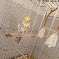 عروس هلندی