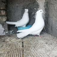 کبوتر سفید کاکلی چشم سفید