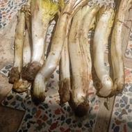 کنگر گل پر اویشن