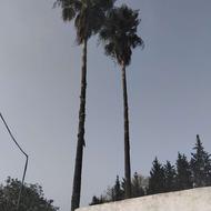 هرس درخت بزرگ