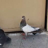کبوتر پرشی سینه کوهی