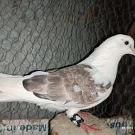کبوتر نر دوکت