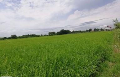3هکتار زمین آبی توی بافت مسکونی رشت.روستای شکارسرا