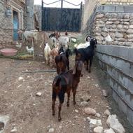 انواع بز پاکستانی و آلپاین وسانن