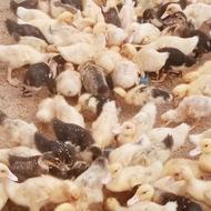 جوجه اردک ورامینی20روزه(آماده دشت وباغ)